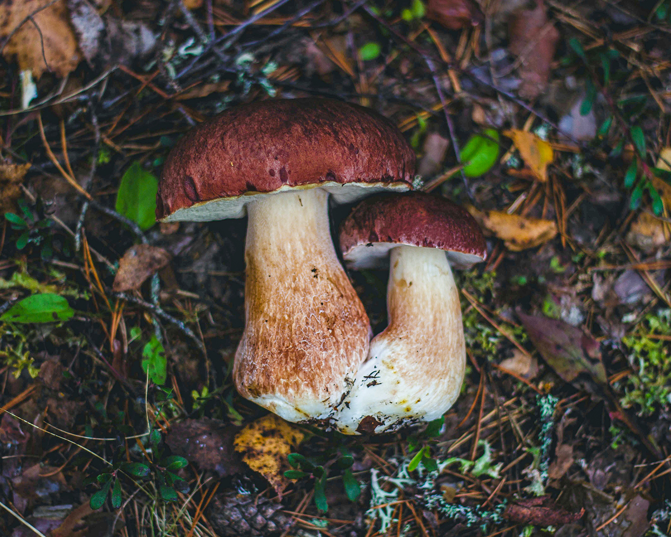 Un Paseo Micológico por Soria: Turismo y Degustación en La Mejillonera El Paso